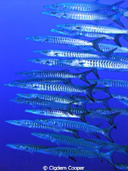 School of Barracudas close-up. 
Shark Reef, Sharm el She... by Cigdem Cooper 